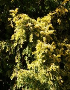 Chamaecyparis obtusa Fernspray Gold - Feuillage