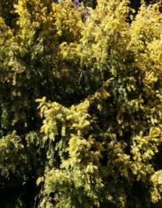 Chamaecyparis obtusa Fernspray Gold - Feuillage