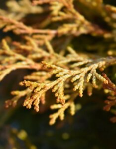 Chamaecyparis obtusa Kamarachiba - Feuillage