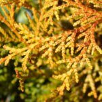 Chamaecyparis obtusa Kamarachiba - Feuillage