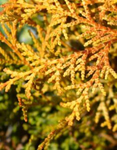 Chamaecyparis obtusa Kamarachiba - Feuillage