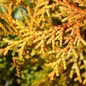 Chamaecyparis obtusa Kamarachiba - Feuillage