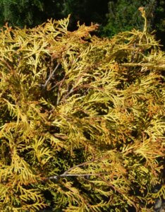 Chamaecyparis obtusa Kamarachiba - Feuillage