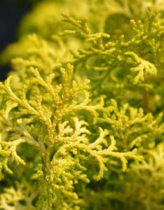 Chamaecyparis obtusa Lucas - Feuillage