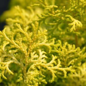 Chamaecyparis obtusa Lucas - Feuillage
