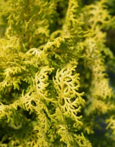 Chamaecyparis obtusa Lucas - Feuillage