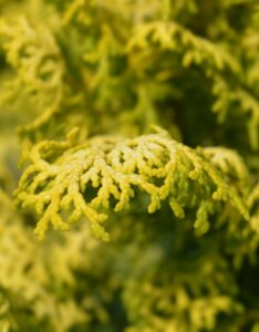 Chamaecyparis obtusa Lucas - Feuillage