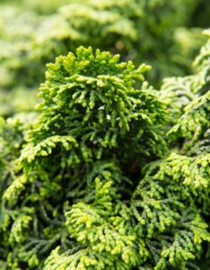 Chamaecyparis obtusa Maureen - Feuillage