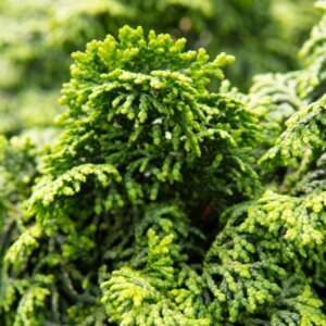 Chamaecyparis obtusa Maureen - Feuillage