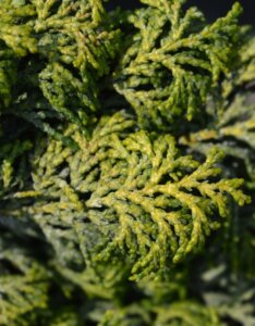 Chamaecyparis obtusa Maureen - Feuillage