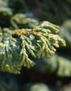 Chamaecyparis obtusa Maureen - Feuillage