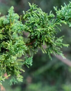 Chamaecyparis obtusa Nana Gracilis - Feuillage