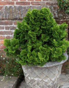 Chamaecyparis obtusa Nana Gracilis - Plante en pot