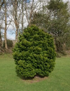 Chamaecyparis obtusa Nana Gracilis - Vue d'ensemble