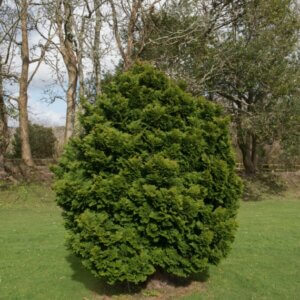 Chamaecyparis obtusa Nana Gracilis - Vue d'ensemble