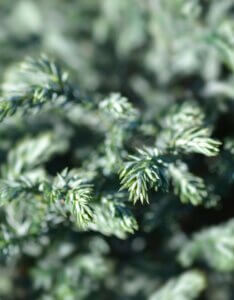 Chamaecyparis pisifera Blue Moon - Feuillage