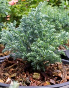 Chamaecyparis pisifera Blue Moon - Jeune pousse