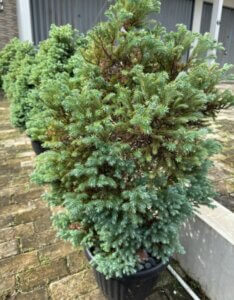 Chamaecyparis pisifera Blue Moon - Vue d'ensemble