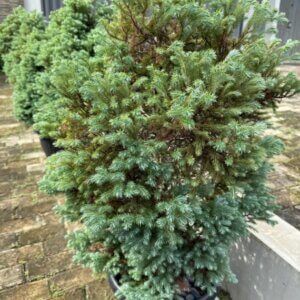 Chamaecyparis pisifera Blue Moon - Vue d'ensemble
