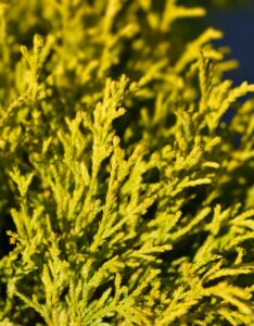 Chamaecyparis pisifera Filifera Aurea - Feuillage