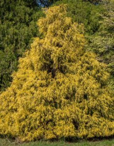Chamaecyparis pisifera Filifera Aurea - Vue d'ensemble