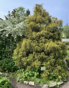Chamaecyparis pisifera Filifera Aurea - Vue d'ensemble