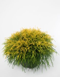 Chamaecyparis pisifera Sungold - Plante en pot