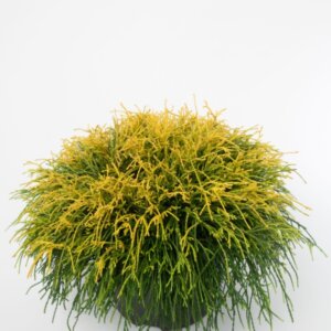 Chamaecyparis pisifera Sungold - Plante en pot