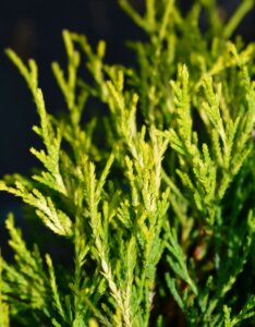 Chamaecyparis pisifera Sungold - Feuillage