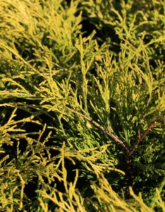 Chamaecyparis pisifera Sungold - Feuillage