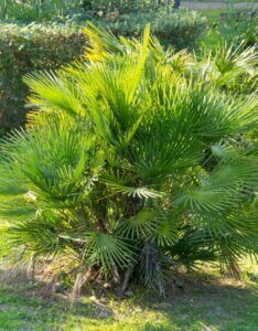 Chamaerops humilis - Vue d'ensemble