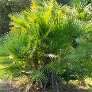 Chamaerops humilis - Vue d'ensemble