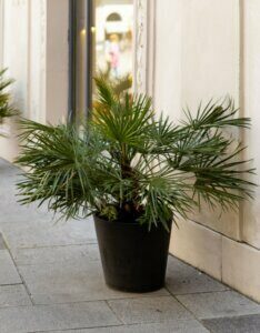 Chamaerops humilis - Vue d'ensemble
