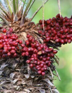 Chamaerops humilis - Fleurs