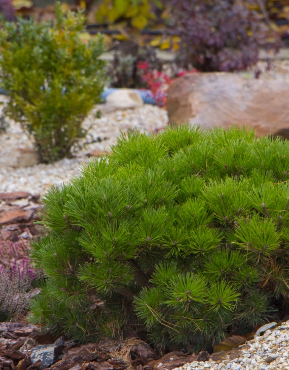 Conifère rocaille