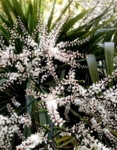 Cordyline indivisa - Fleurs