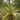 Cordyline indivisa_1849130431