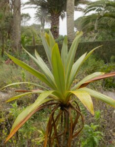 Cordyline indivisa - Vue d'ensemble