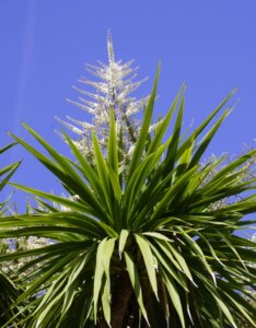 Cordyline indivisa - Plante vue d'ensemble