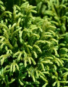 Cryptomeria japonica Globosa Nana - Feuillage