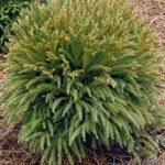 Cryptomeria japonica Globosa Nana - Vue d'ensemble