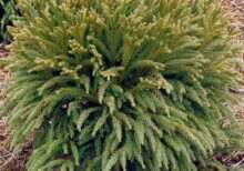 Cryptomeria japonica Globosa Nana - Vue d'ensemble