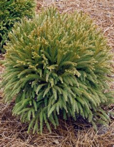 Cryptomeria japonica Globosa Nana - Vue d'ensemble