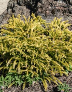 Cryptomeria japonica Globosa Nana - Vue d'ensemble