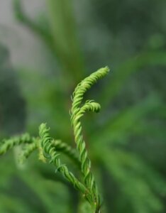 Cryptomeria japonica Kyara Gold - Feuillage