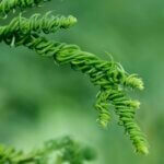 Cryptomeria japonica Kyara Gold - Feuillage