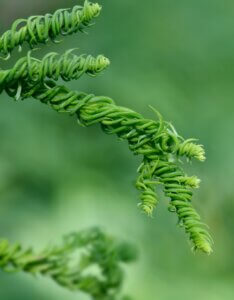 Cryptomeria japonica Kyara Gold - Feuillage