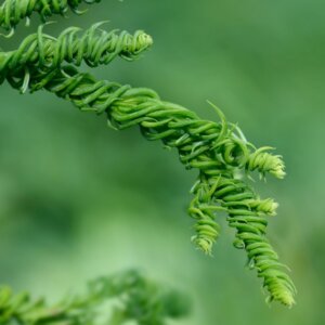 Cryptomeria japonica Kyara Gold - Feuillage