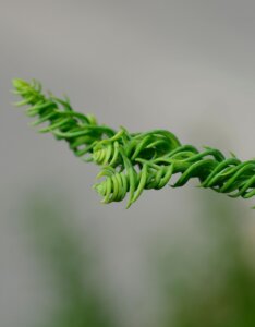 Cryptomeria japonica Kyara Gold - Feuillage