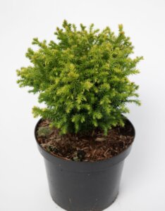 Cryptomeria japonica Vilmorin Gold - Plante en pot